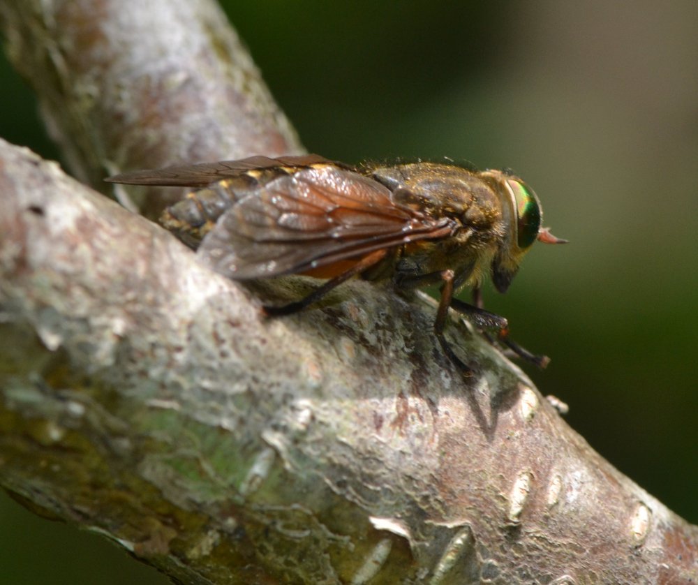 Tabanidae: Hybomitra ciureai